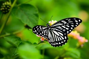 Monarch, schön Schmetterling Fotografie, schön Schmetterling auf Blume, Makro Fotografie, schön Natur foto