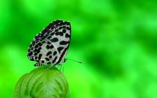 Monarch, schön Schmetterling Fotografie, schön Schmetterling auf Blume, Makro Fotografie, schön Natur foto