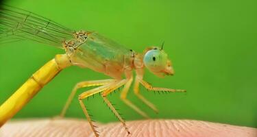 schön scharlachrot Libelle Fotografie, schön Libelle auf Natur, Makro Fotografie, schön Natur foto