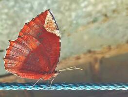 Monarch, schön Schmetterling Fotografie, schön Schmetterling auf Blume, Makro Fotografie, schön Natur foto