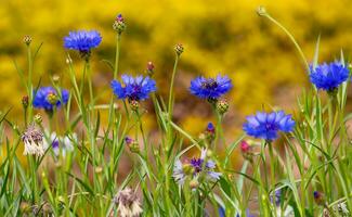 Blume schön Blumen Natur, Fotografie, Blumen, blühen Anlage, Schönheit im Natur, Frische foto