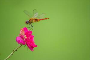 schön scharlachrot Libelle Fotografie, schön Libelle auf Natur, Makro Fotografie, schön Natur foto