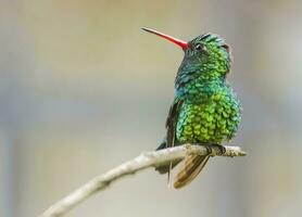 Vogel Fotografie, Vogel Bild, die meisten schön Vogel Fotografie, Natur Fotografie foto