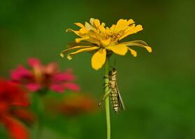 schön scharlachrot Libelle Fotografie, schön Libelle auf Natur, Makro Fotografie, schön Natur foto