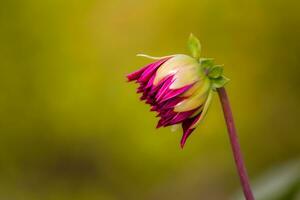 Blume schön Blumen Natur, Fotografie, Blumen, blühen Anlage, Schönheit im Natur, Frische foto