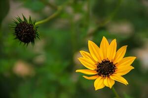 Blume schön Blumen Natur, Fotografie, Blumen, blühen Anlage, Schönheit im Natur, Frische foto