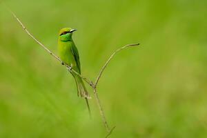 Vogel Fotografie, Vogel Bild, die meisten schön Vogel Fotografie, Natur Fotografie foto