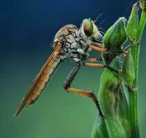 schön scharlachrot Libelle Fotografie, schön Libelle auf Natur, Makro Fotografie, schön Natur foto