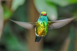 Vogel Fotografie, Vogel Bild, die meisten schön Vogel Fotografie, Natur Fotografie foto