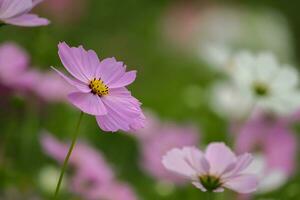 Blume schön Blumen Natur, Fotografie, Blumen, blühen Anlage, Schönheit im Natur, Frische foto