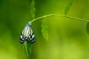 Monarch, schön Schmetterling Fotografie, schön Schmetterling auf Blume, Makro Fotografie, schön Natur foto