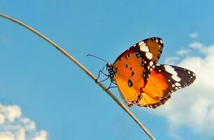 Monarch, schön Schmetterling Fotografie, schön Schmetterling auf Blume, Makro Fotografie, schön Natur foto