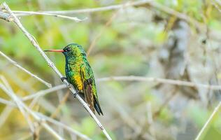 Vogel Fotografie, Vogel Bild, die meisten schön Vogel Fotografie, Natur Fotografie foto