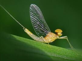 schön scharlachrot Libelle Fotografie, schön Libelle auf Natur, Makro Fotografie, schön Natur foto