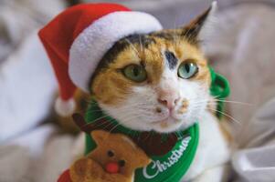 Katze im Santa claus Hut Weihnachten Winter foto