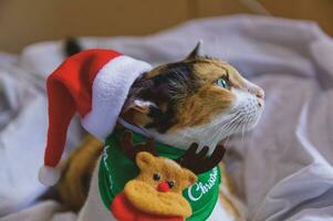 Katze im Santa claus Hut Weihnachten Winter komisch Tag foto