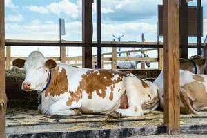 Porträt von Lügen Weiß rot Kuh im ein öffnen Scheune. landwirtschaftlich Ausstellung. modern Landwirtschaft foto