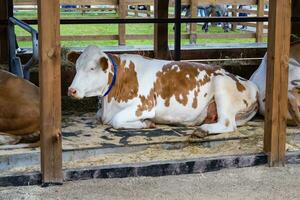 reinrassig Weiß rot Kuh ist ruhen im ein öffnen Voliere. landwirtschaftlich Ausstellung. modern Landwirtschaft foto