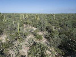 Baja Kalifornien sur Mexiko Antenne Aussicht von Kaktus Wald in der Nähe von das Meer foto