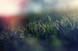 abstrakt Bild von das Frühling Gras, flach dof foto