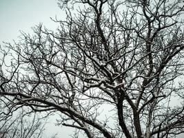 abstrakt Baum bedeckt mit das Schnee foto