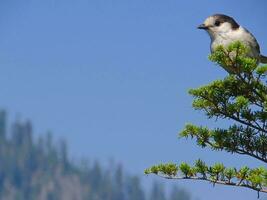 grau Jay perisoreus canadensis foto