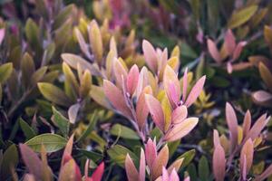 schließen oben Rosa Blätter auf Ast im Herbst Foto. bunt Busch im das Garten Konzept Fotografie. foto