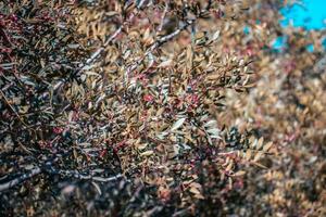 schließen oben herbstlich Beeren im das Morgen Konzept Foto. Cotoneaster Beeren und verschwommen Hintergrund foto