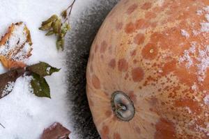 Kürbis im Schnee. Ein großer orangefarbener Kürbis und alte Herbstblätter liegen auf dem Schnee. Schnee vertikaler Hintergrund. frostiger Tag.