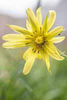 Blume Fotografie schön Landschaft Hintergrund Bildschirmschoner foto