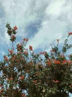 Schönheit Rosa Flora blühen Blau Himmel foto