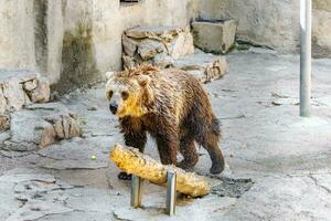 braun Bär im das Stadt Zoo foto