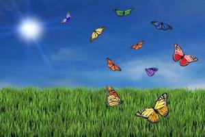wilde und freie Schmetterlinge foto