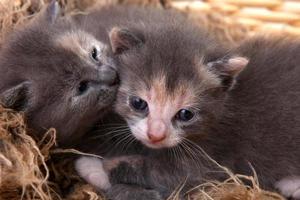 neugeborenes Kätzchen in einem Korb foto