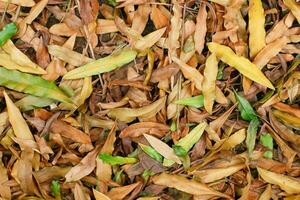 trocken gefallen Blätter Abdeckung das Boden foto