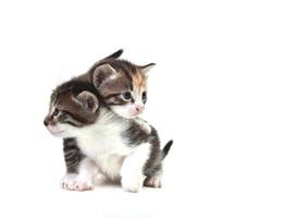 süße neugeborene Kätzchen leicht isoliert auf weiß