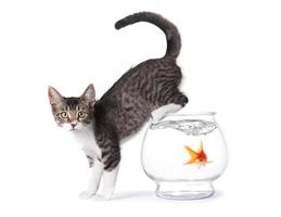 Kätzchen auf einem Goldfischglas foto