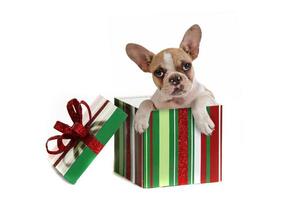 Hund in einem Weihnachtsgeschenk