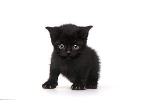 einzelnes schwarzes Kätzchen auf weißem Hintergrund mit großen Augen foto