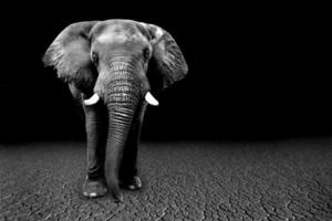 wilde bilder von afrikanischen elefanten in afrika foto