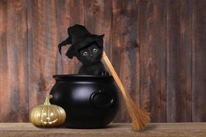 entzückendes Kätzchen, das als Halloween-Hexe mit Hut und Besen im Kessel verkleidet ist foto