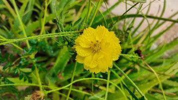 Sonnenblume Gelb Farbe natürlich Foto