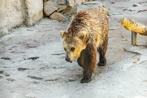 braun Bär im das Stadt Zoo foto