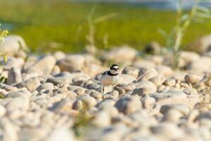 Vogel im das wild mit schön Stein Hintergrund draußen Vogelkunde Thema. foto