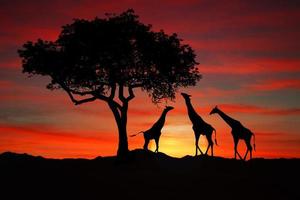 große südafrikanische giraffen bei sonnenuntergang in afrika foto