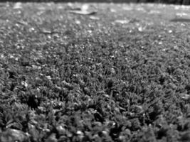 schwarz und Weiß Gras Hintergrund schließen Sicht, Graustufen Gras Foto