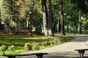 Grün Bäume im das Stadt Park foto