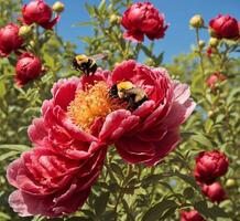 ai generiert Hummel bestäubt ein rot Pfingstrose Blume im das Garten foto