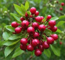 ai generiert Weißdorn Beeren auf ein Ast mit Grün Blätter im das Garten foto