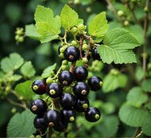 ai generiert schwarz Johannisbeere Busch mit reif Beeren auf ein Hintergrund von Grün Blätter foto